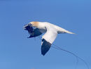 Gannet Nesting Material