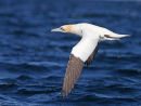 Gannet over Water