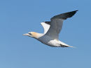Gannet