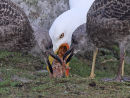 LBB Gull Feeding Young