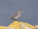 Rock Pipit