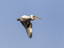 Dalmation Pelican