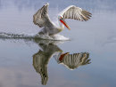 Dalmation Pelican 2