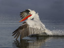 Dalmation Pelican 3