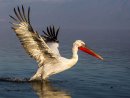Dalmation Pelican 4