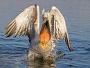 Dalmation Pelican 5