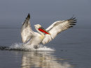 Dalmation Pelican 6