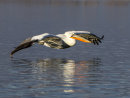 Dalmation Pelican 7