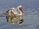Dalmation Pelican 8