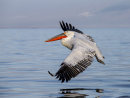 Dalmation Pelican 9