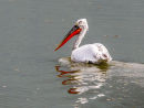 Dalmation Pelican