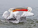 Dalmation Pelicans 2