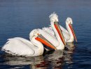 Dalmation Pelicans