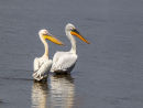 Dalmation and White Pelicans
