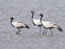 Demoiselle Cranes