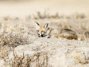 Desert Fox
