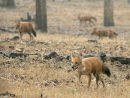 Dhole Pack