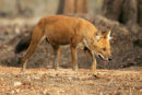 Indian Wild Dog