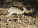 Dikdik