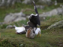 Rabbit attacking G B B Gull