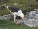 G B B Gull with Rabbit Prey