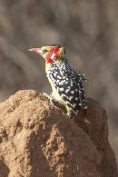 Red and Yellow Barbet