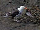 G B B Gull with Feral Prey