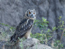 Eagle Owl