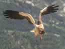 EgyptianVulture 5