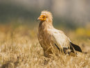 Egyptian Vulture