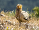 Egyptian Vulture 2