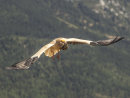 Egyptian Vulture 3