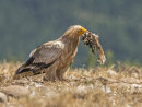 Egyptian Vulture 4