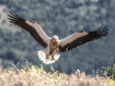 Egyptian Vulture 6