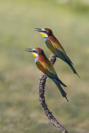 European Bee Eaters