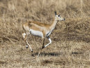 Female Black Buck