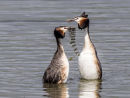 G C Grebe Weed Dance
