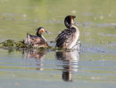 G C Grebe Mating Dance