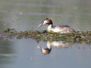 G C Grebe Nesting