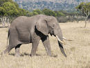 Bush Elephant