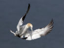 Gannet Approach