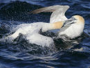 Gannet fight on Water