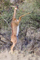 Gerenuk
