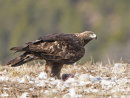 Golden Eagle 2