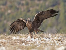 Golden Eagle