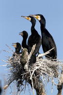 Great Cormorant nesting