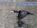 Great Cormorant