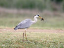 Grey Heron with Frog