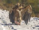 Griffon Feeding