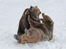 Grizzly Snowfight